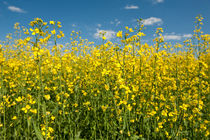 Oilseed rape field by holka