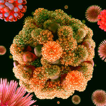 Beautiful World 4 - Koralle - Blume von Anil Kohli