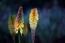 Rocket Flower von Erwin Lorenzen