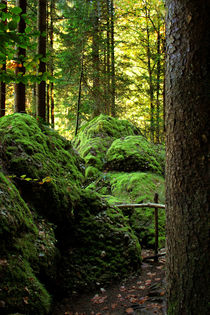 Im Märchenwald von pichris