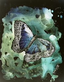 modern butterfly von Derek McCrea