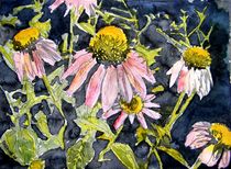 echinachea cone flowers by Derek McCrea