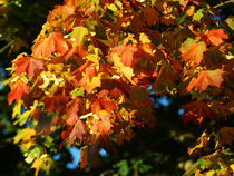 Herbstfarbenpracht von Sabine Radtke