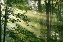 'Lichtstrahlen im Wald, Light rays in the forest' von Sabine Radtke