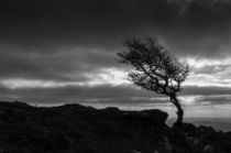 tree and wind von Schoo Flemming