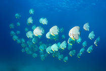 Longfin Batfish, Langflossen Fledermausfische, Platax teira von Norbert Probst