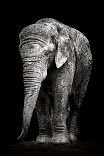Trauriger Elefant von Martin Dzurjanik