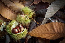 Chestnuts and Leaves von David Tinsley