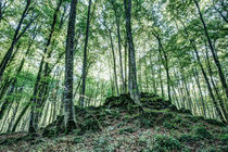 The Jordan's beech wood, Catalonia von Marc Garrido Clotet