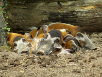 Pinselohrschweine beim Nickerchen, Red River Hogs von Sabine Radtke