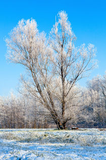 Winter Lonely Tree by moonbloom