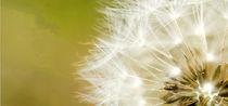 Aralia und das Sonnensegeln von Godiva von Freienthal