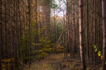 Wald I von elbvue von elbvue