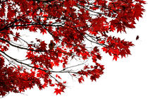 Herbstglut von pichris