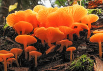 False Chanterelle Mushrooms, Clitocybe aurantiaca von Tom Dempsey