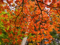 Japanese maple leaf pattern, Bloedel Reserve, WA von Tom Dempsey