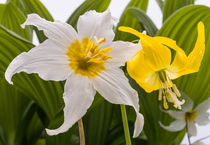 Avalanche Lily + Glacier Lily, Washington, USA von Tom Dempsey