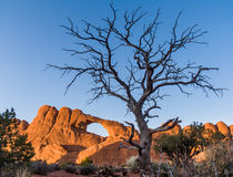 Skyline Arch sunset, gnarly tree, Arches NP, Utah von Tom Dempsey