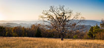 Lone tree, Blue Ridge Mt, Shenandoah NP, Virginia von Tom Dempsey