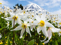 White Avalanche Lily flowers, Mount Rainier, USA by Tom Dempsey