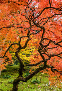 Japanese maple, fall orange pattern, Seattle. by Tom Dempsey