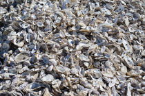 Shucked Oyster Shells by agrofilms