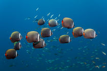 Shoal Redtail Butterflyfishes von Norbert Probst