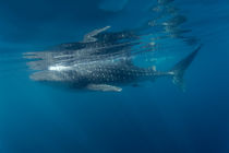 Whaleshark by Norbert Probst