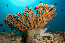 Honeycomb Moray Eel by Norbert Probst