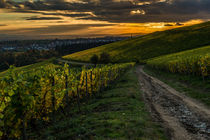 Weinberge bei Martinsthal 83 von Erhard Hess