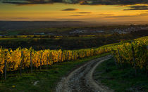 Rheingau in der Abendsonne von Erhard Hess