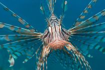 Lionfish von Michael Moxter