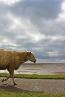 Sheep by Michael Beilicke