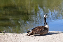 Canada Goose, Basking In The Sun von Rod Johnson