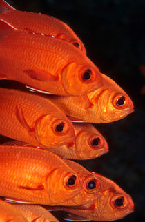 soldierfish von Michael Moxter