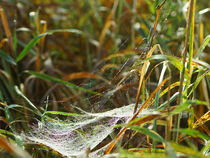 Gespinst mit Tau, Weave with morning dew von Sabine Radtke