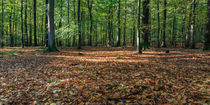 Bradley Hill Beech Woods by David Tinsley