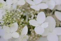 Wedding Chrysanthemum  von Ruth Baker