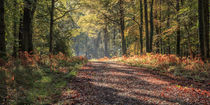 Autumn Splendour by David Tinsley