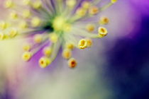 Florales Farbenspiel von Johanna Leithäuser