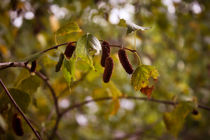 Herbst by sylbe