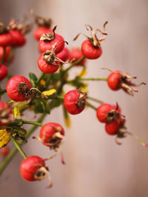 Rosenäpfelchen von pichris