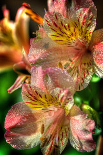 Tiger Lily by Colin Metcalf