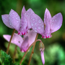 Pink Cyclamen by Colin Metcalf