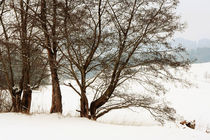 Auf dem Winterwanderweg. von pichris