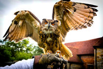 Falconer's Owl von Gabriela Wernicke-Marfo