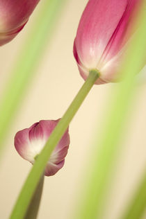 Tulpen by Tobias Koch