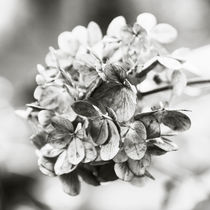 Hortensie sw von STEFARO .