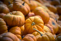 Mini Pumpkins von agrofilms