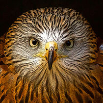 Red Kite Portrait with Texture by Bill Simpson